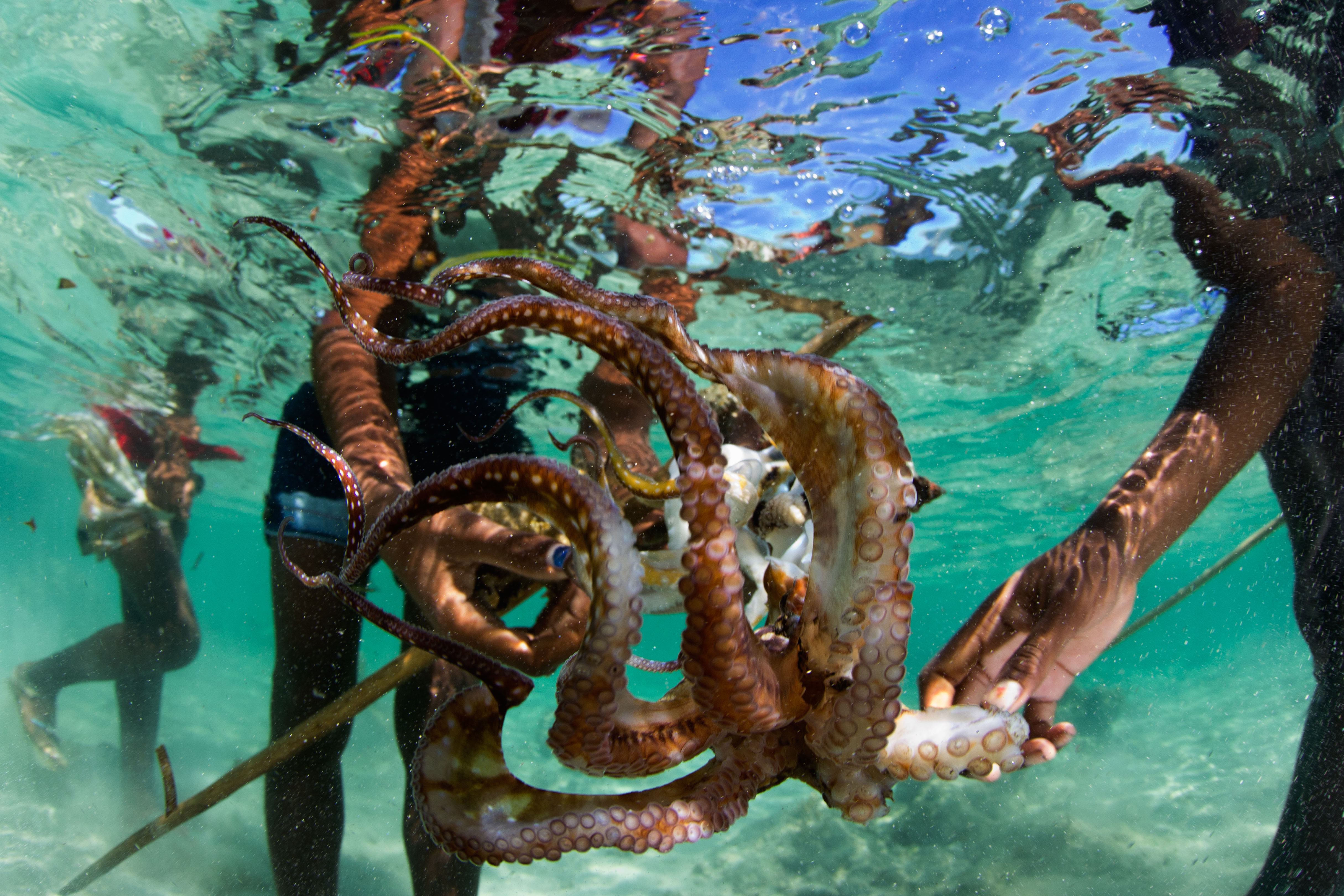 The reef octopus is a cash crop for tens of thousands of subsistence fishers in the Indian Ocean, providing a foot in the door for Blue Ventures' "community catalyst" approach to conservation. Photo: Garth Cripps