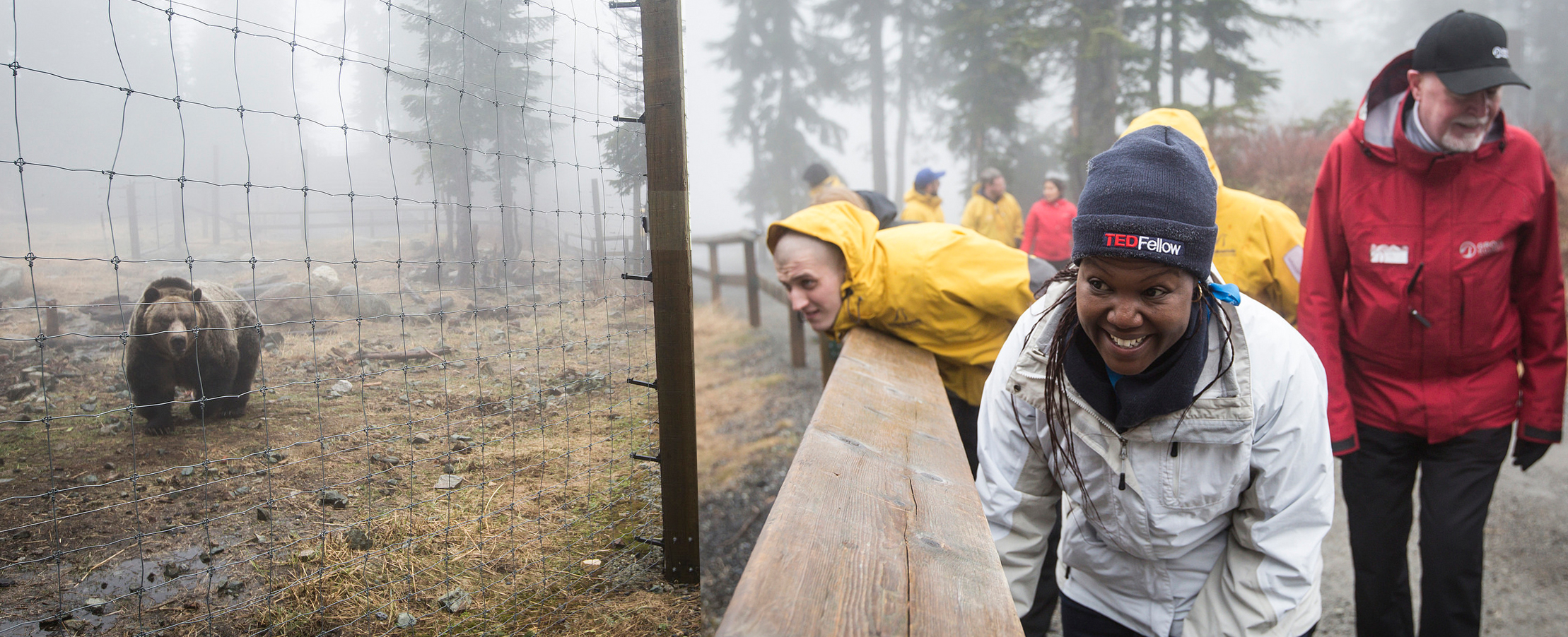 As the TED Fellows explore Grouse Mountain, they spot a bear. Photo: Ryan Lash/TED