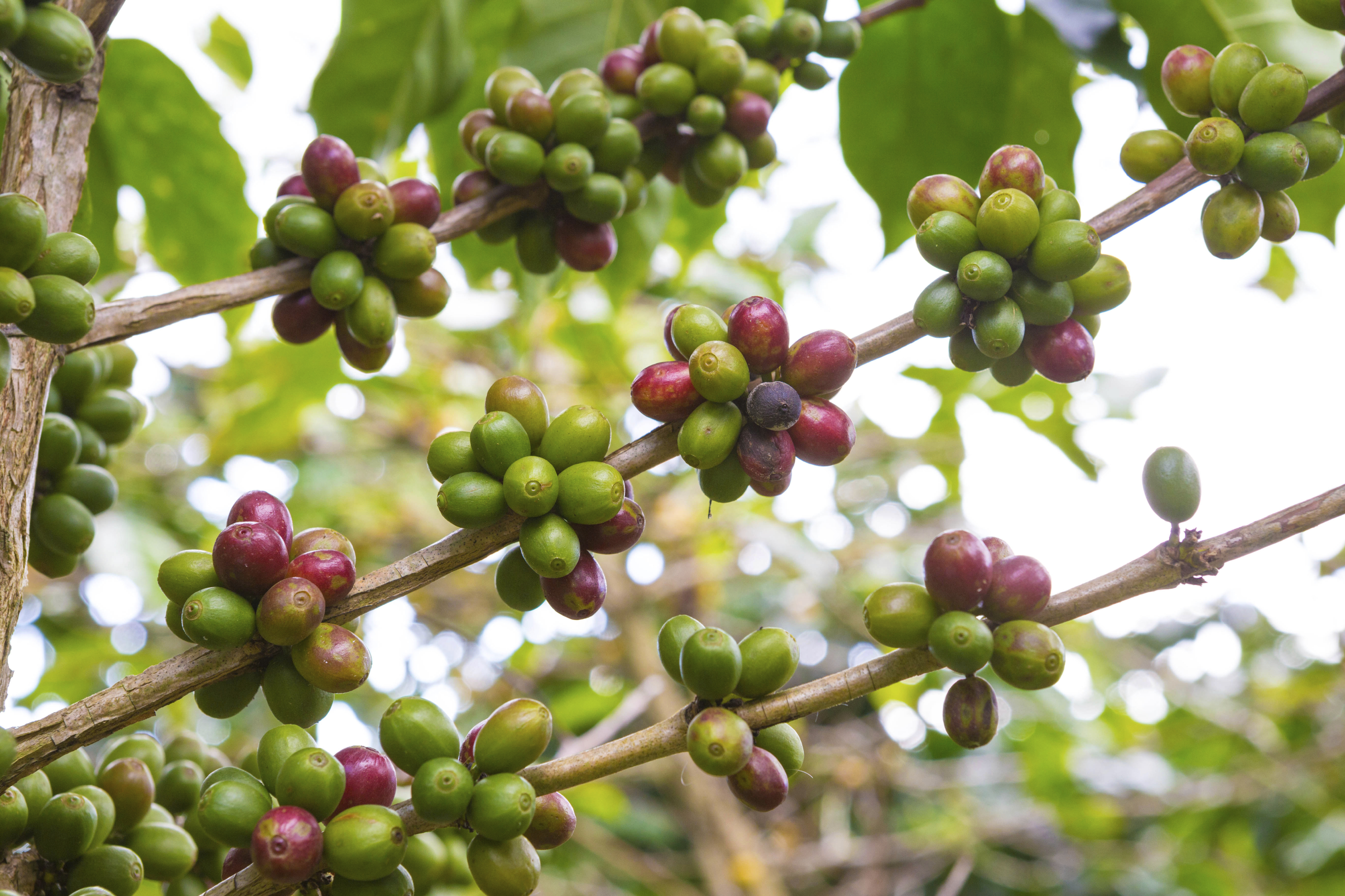 How coffee begins its life—inside a fruit akin to a cherry. Photo: iStockphoto