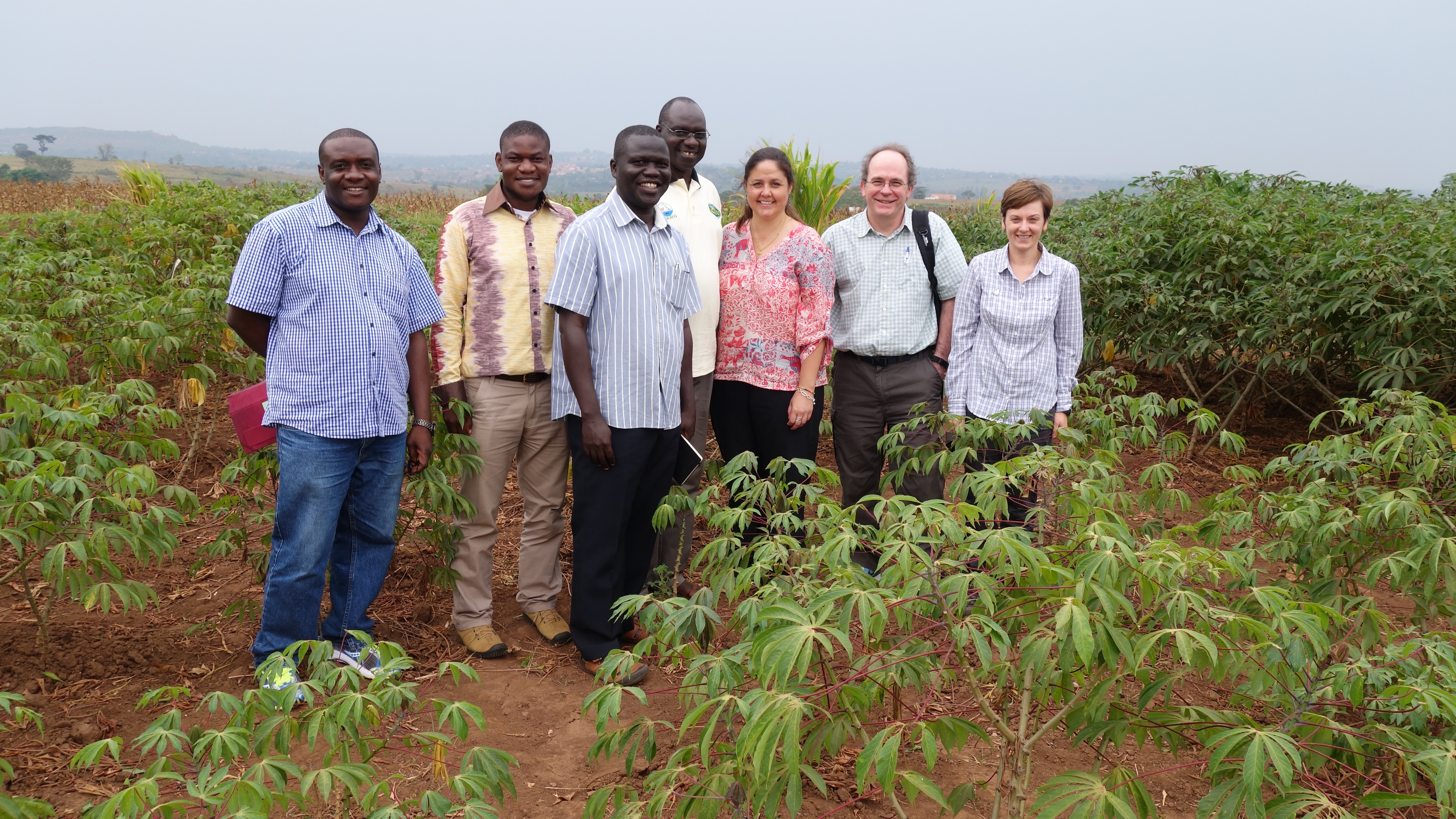 The collaborators on our project work around the world. Here we are visiting the cassava fields at the National Crops Resources Research Institute, Namulonge, Uganda. From left to right: Dr Peter Sseruwagi, Dr Donald Kachigamba, Dr Titus Alicai, Dr Chris Omongo, Dr Laura Boykin, Professor John Colvin, Dr Sarina MacFayden. Photo courtesy of Laura Boykin