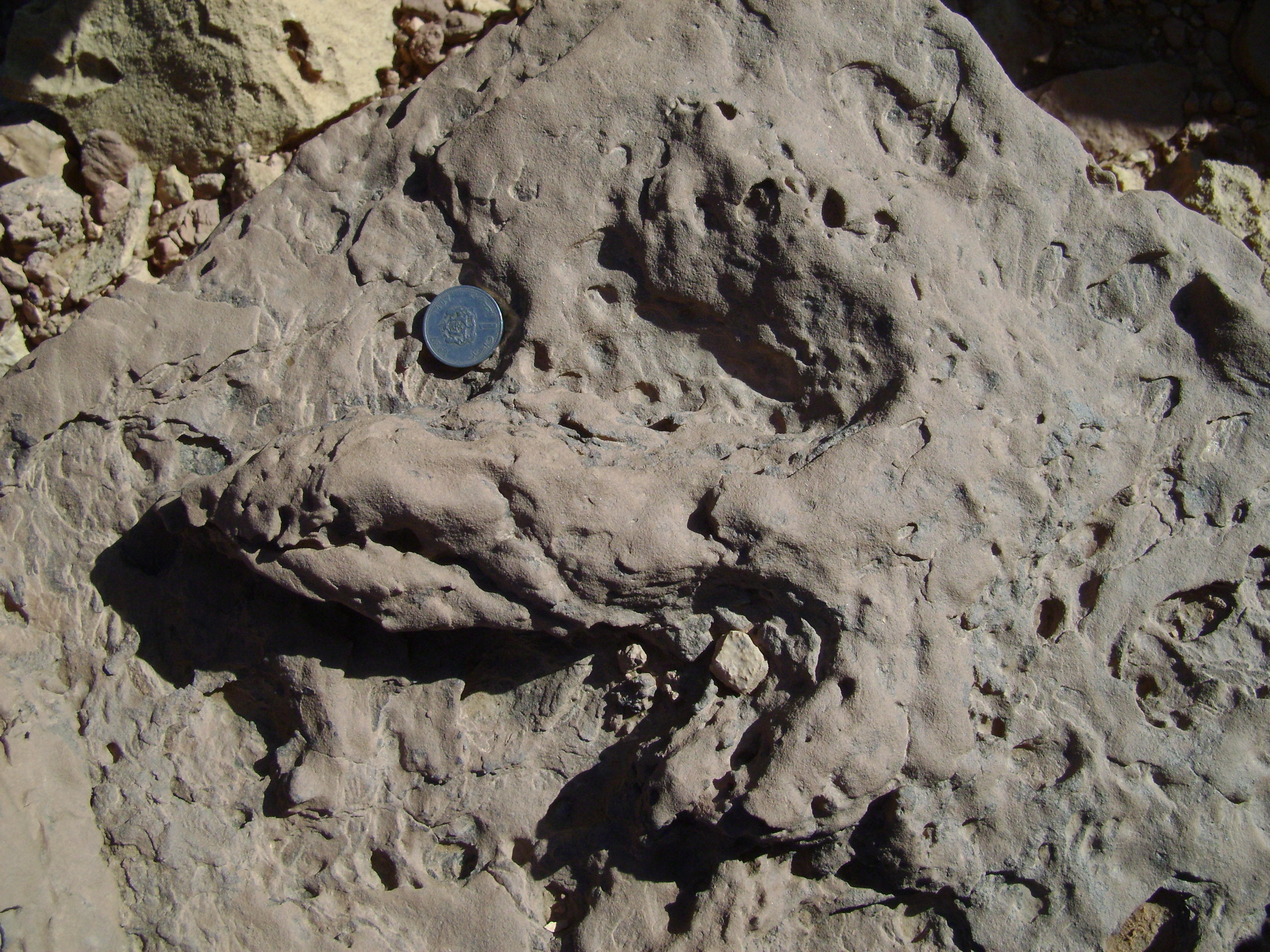 A three-toed dinosaur track from a predatory dinosaur. Photo: Nizar Ibrahim