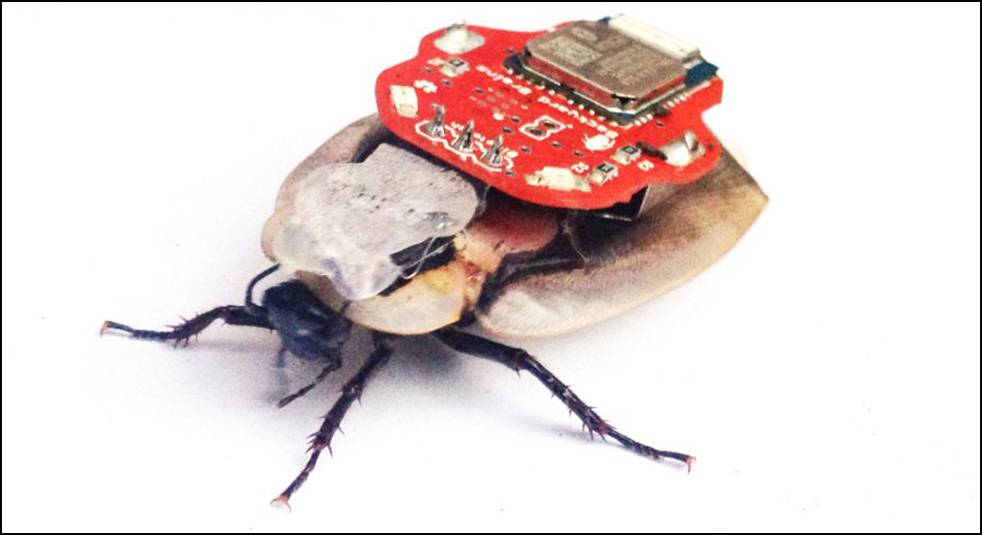 Backyard Brains released The Roboroach kit as the “world’s first commercially available cyborg.” With this kit, students can wirelessly control the left/right movement of a cockroach by microstimulation of its antenna nerves. Photo: Courtesy of Backyard Brains