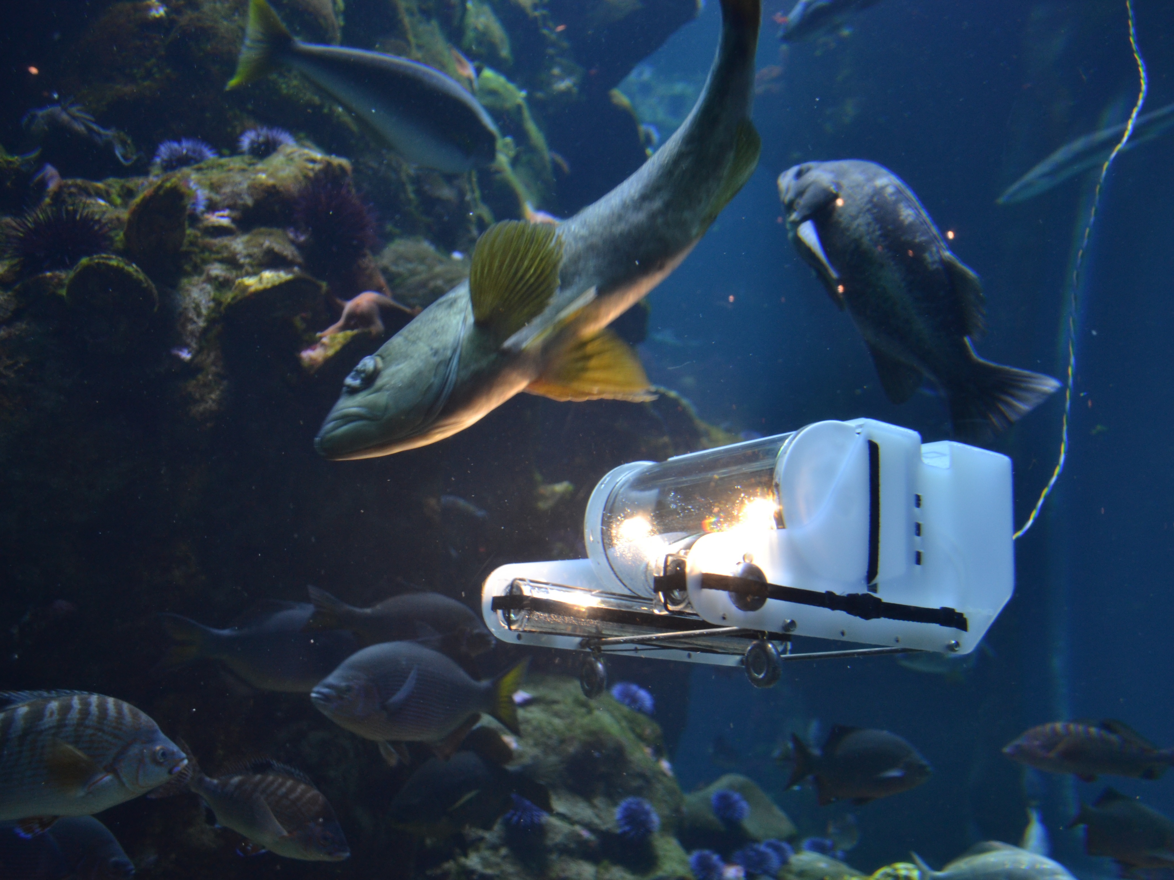 Maker David Lang’s OpenROV -- an open-source, low-cost underwater robot -- makes investigating the mysteries of the ocean accessible to anyone curious and adventurous enough to dive deep.
