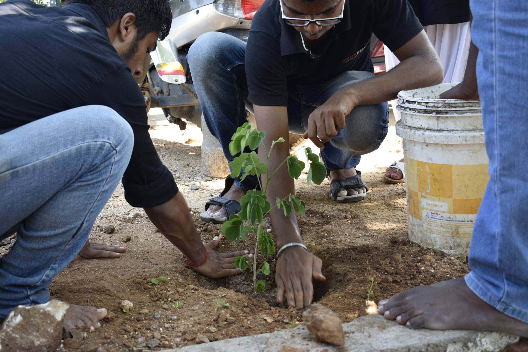 Two men pat at the earth around a newly planted sapling