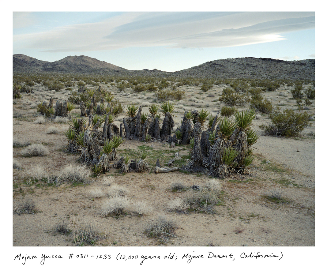 Gallery: The oldest living things in the world |