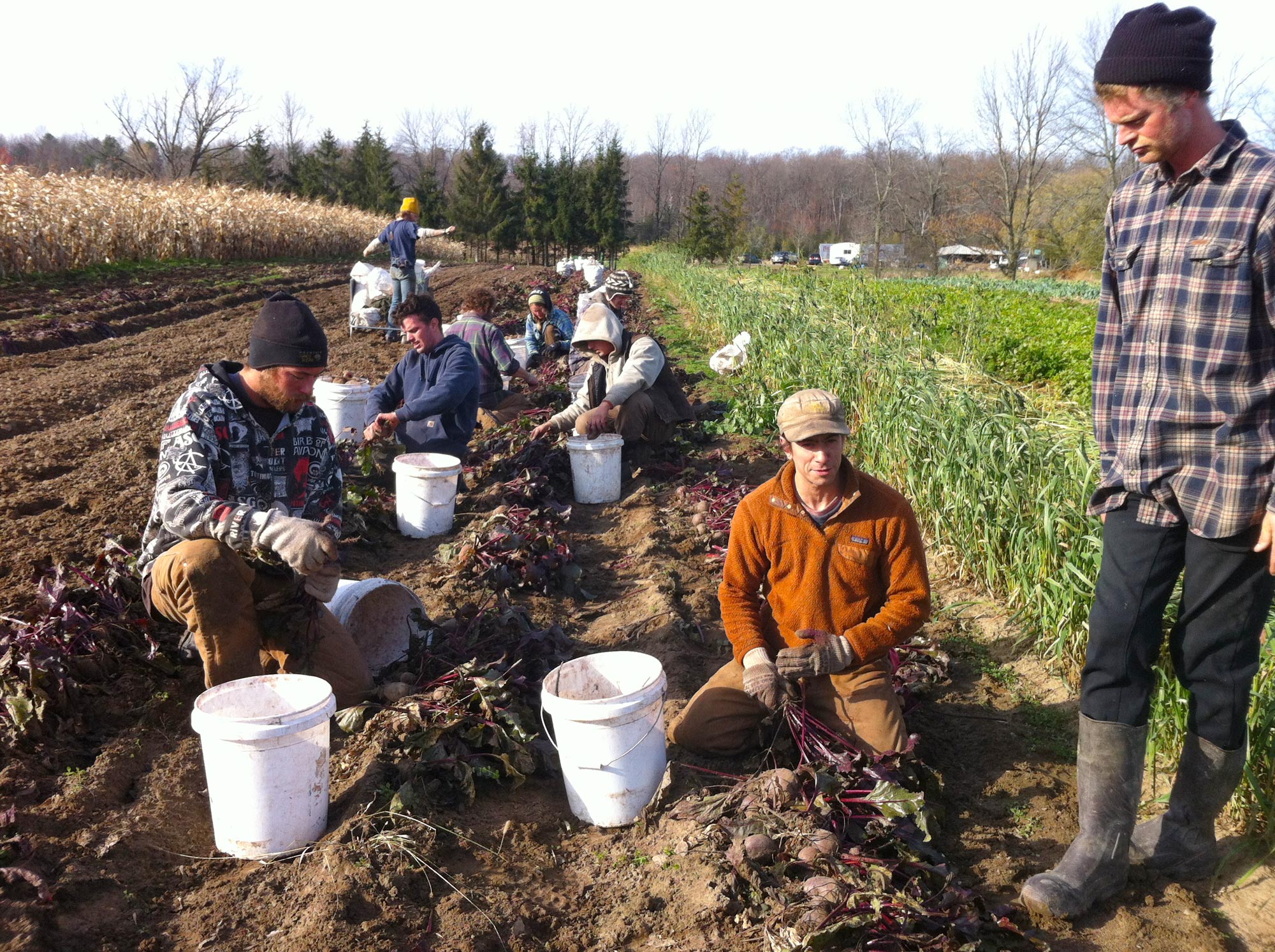 Essex farms grows beets and young farmers. Photo by Kristin Kimball.