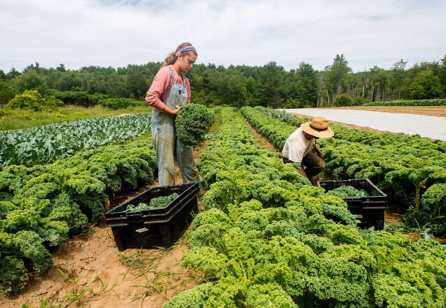 Farm employees harvest kale at Juniper Hill Farms. Photo by Richard Quirk.