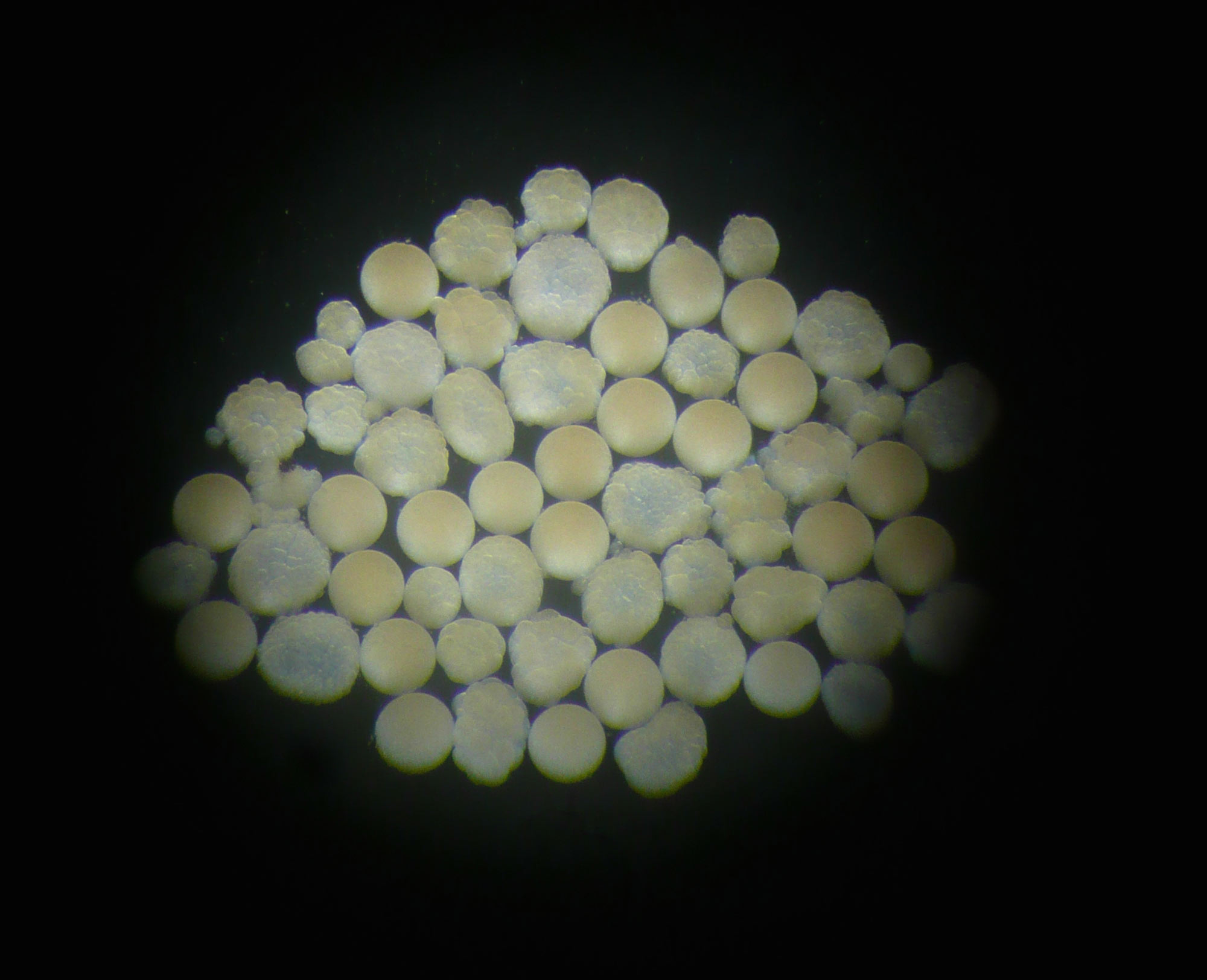 9-Star-coral-embryos-dividing-credit-Kristen-MarhaverP1130154