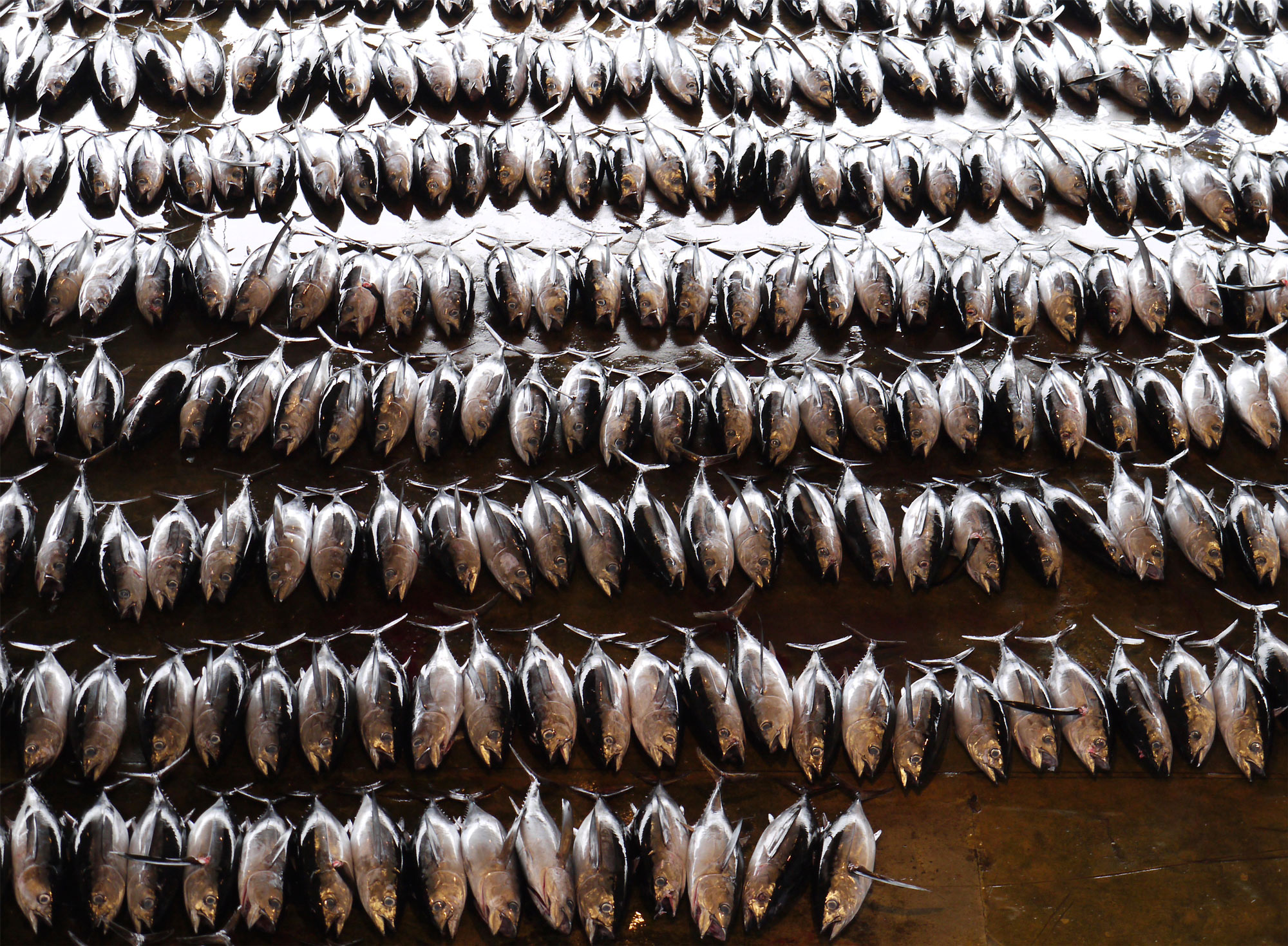 Blue Fin Tuna. Photo: iStock.