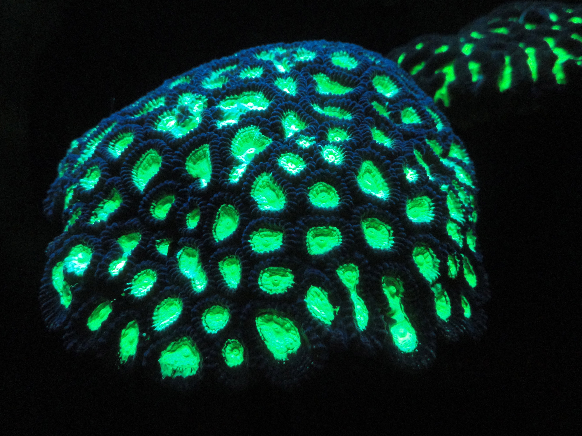 Fluorescent coral at the Monterey Bay Aquarium. Photo: Daderdot/Wikimedia.