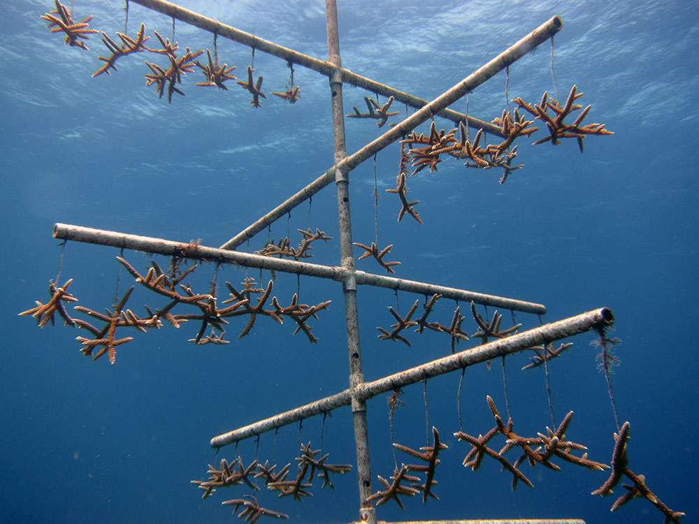 The NOAA uses coral nurseries to help corals recover after traumatic events, such as a ship grounding. Hung on a tree structure, the staghorn coral shown here will have a better chance of surviving and being transplanted back onto a reef. Photo by the NOAA National Ocean Service.