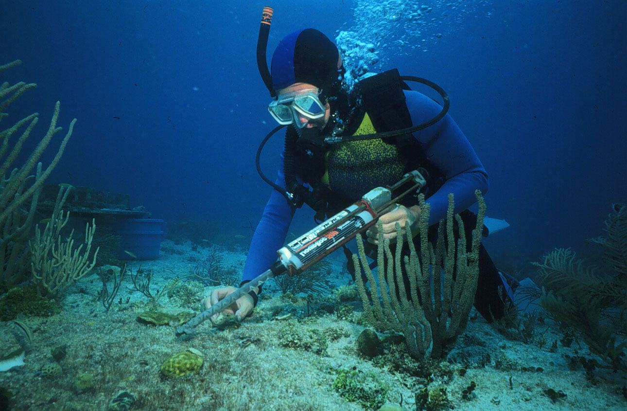 A biologist uses a glue gun to reattach a piece of living coral broken lose when a boat went aground on the shallow coral reef. Photo by the NOAA National Ocean Service.