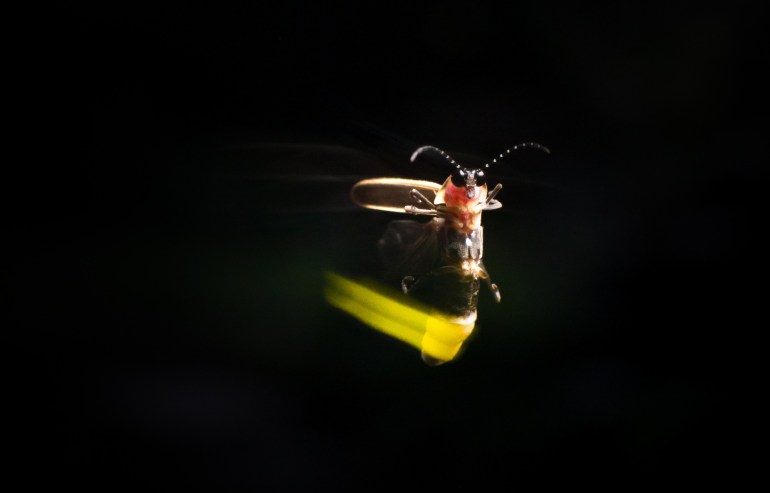  A male lightningbug firefly uses quick, bright flashes to court females. Photo by Alex Wild.