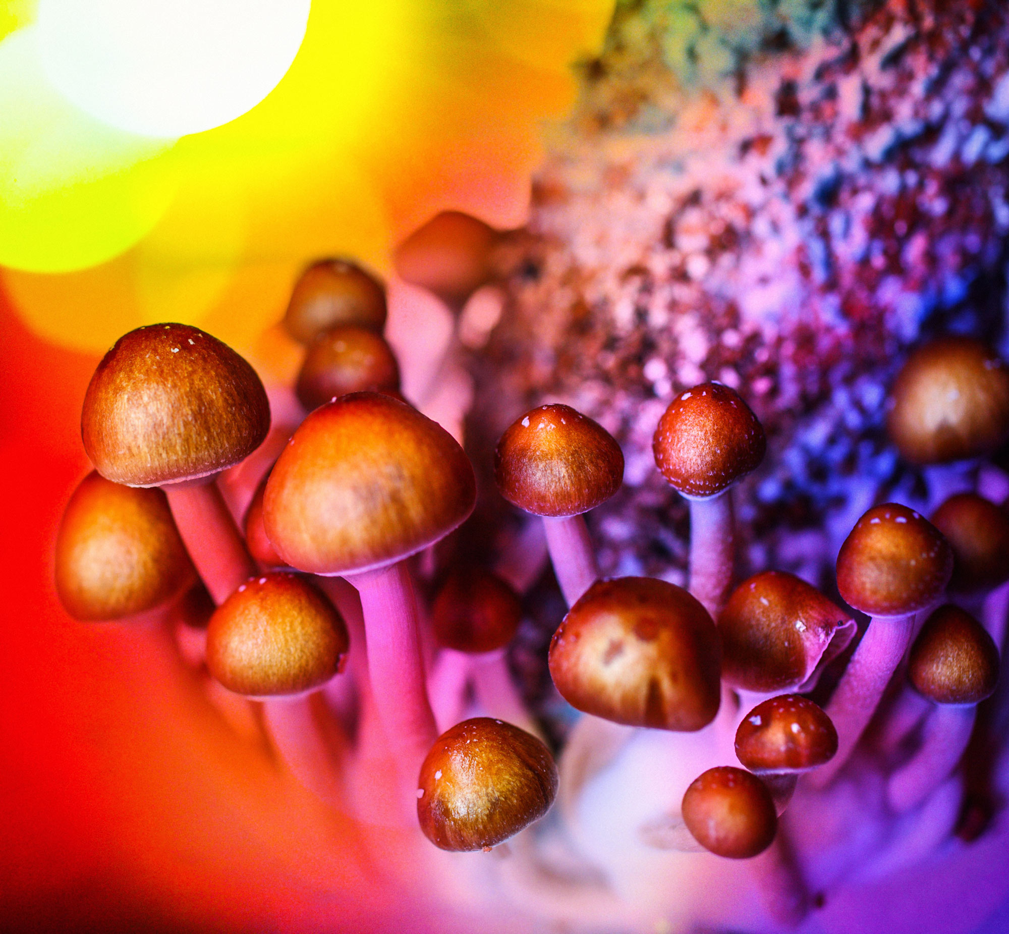 Psilocybin, or "magic", mushrooms. Photo: iStock