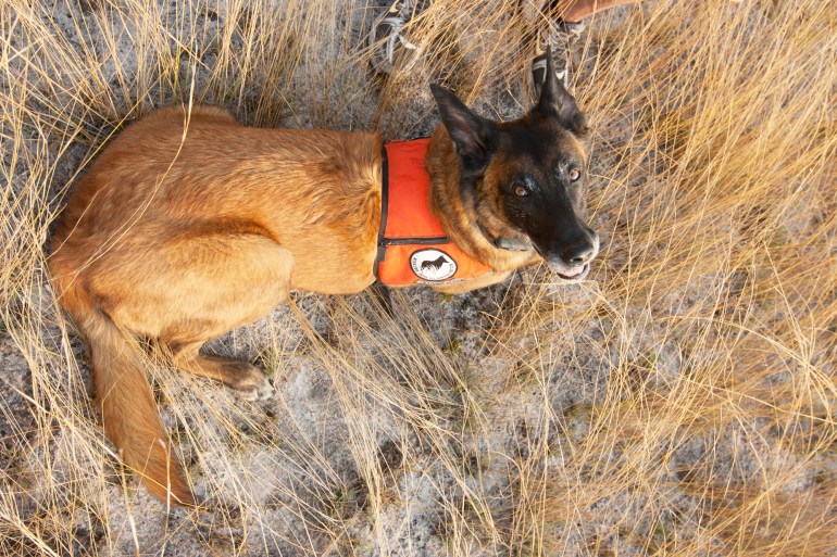 By saving this adorable, elusive wild cat, you could help save the planet  (really!)