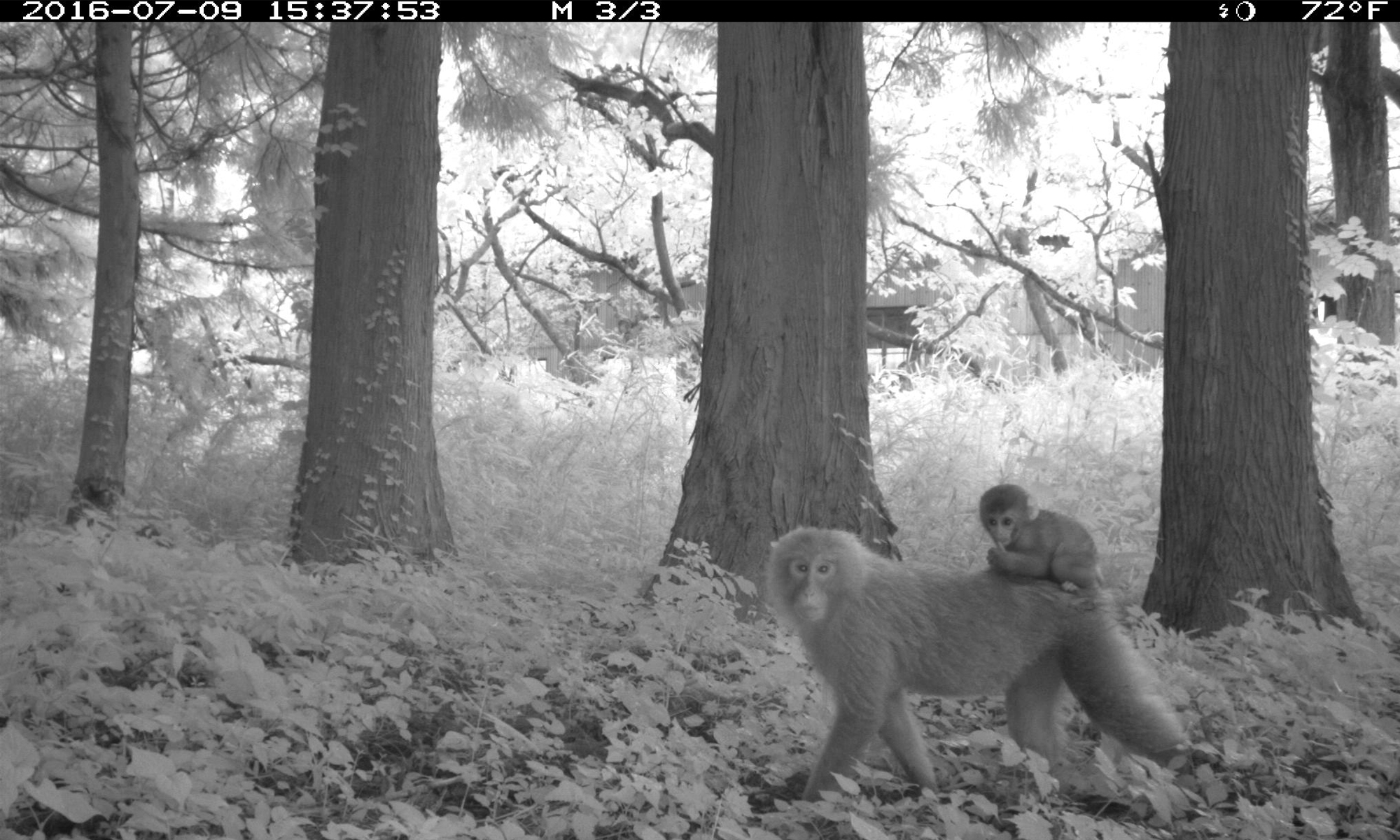 chernobyl red forest animals