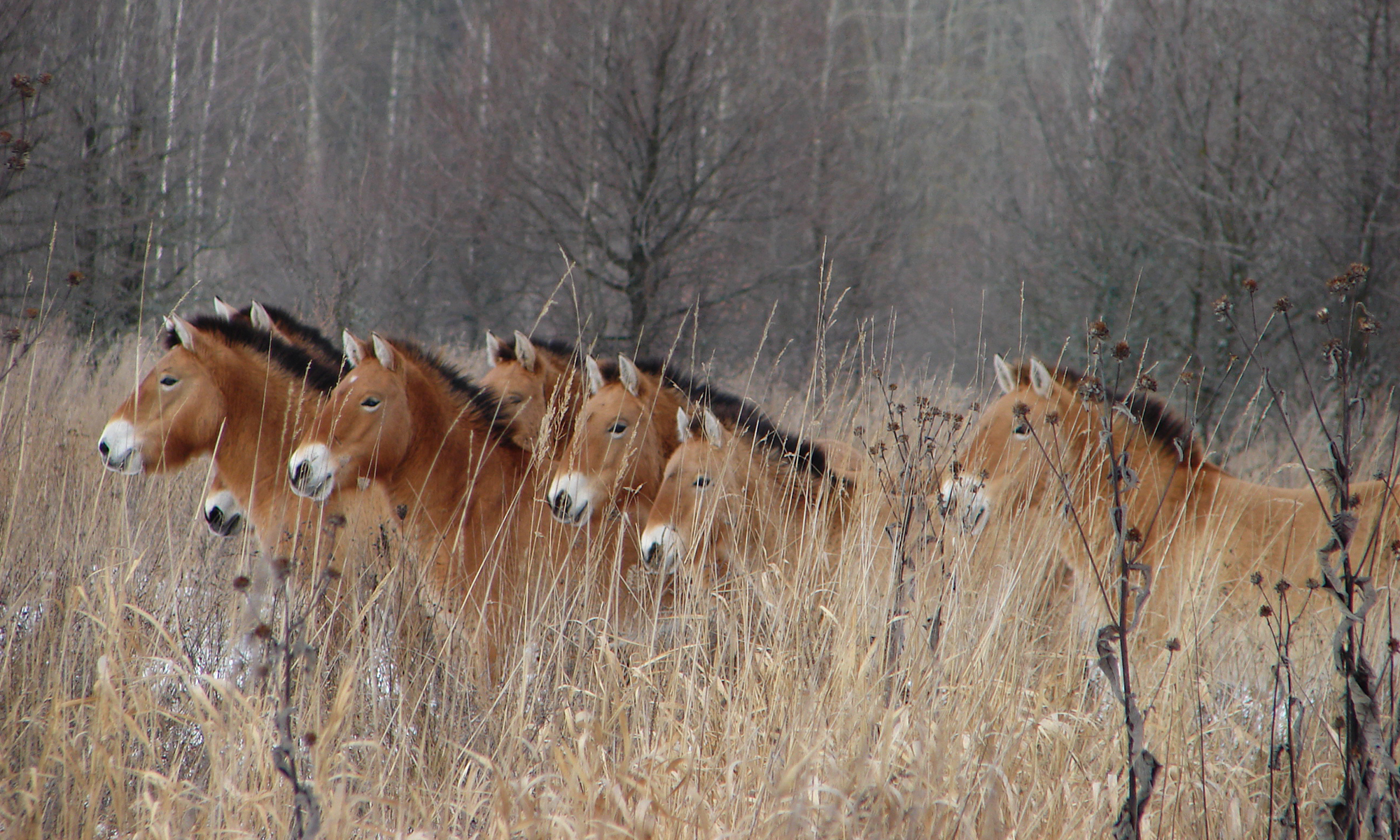 chernobyl red forest animals