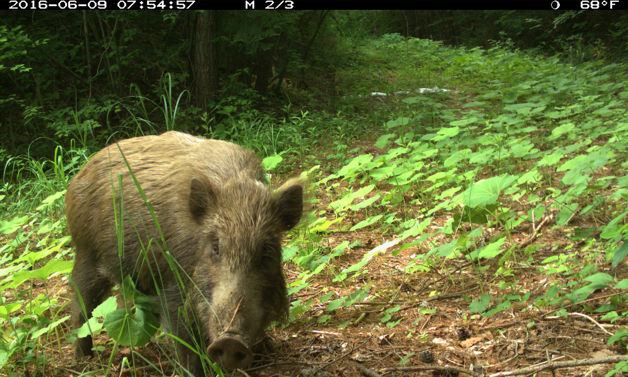 chernobyl red forest animals