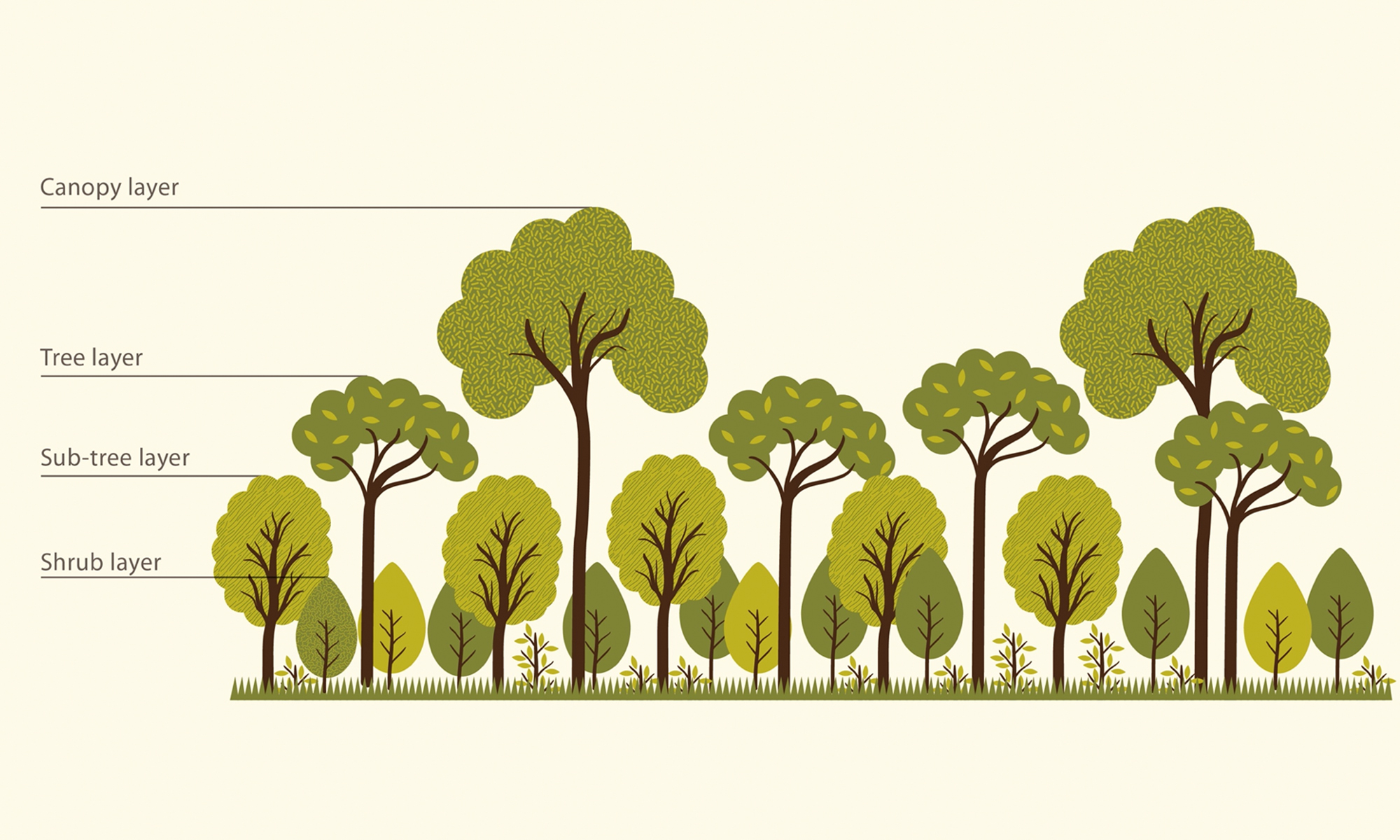 How to grow your own tiny forest