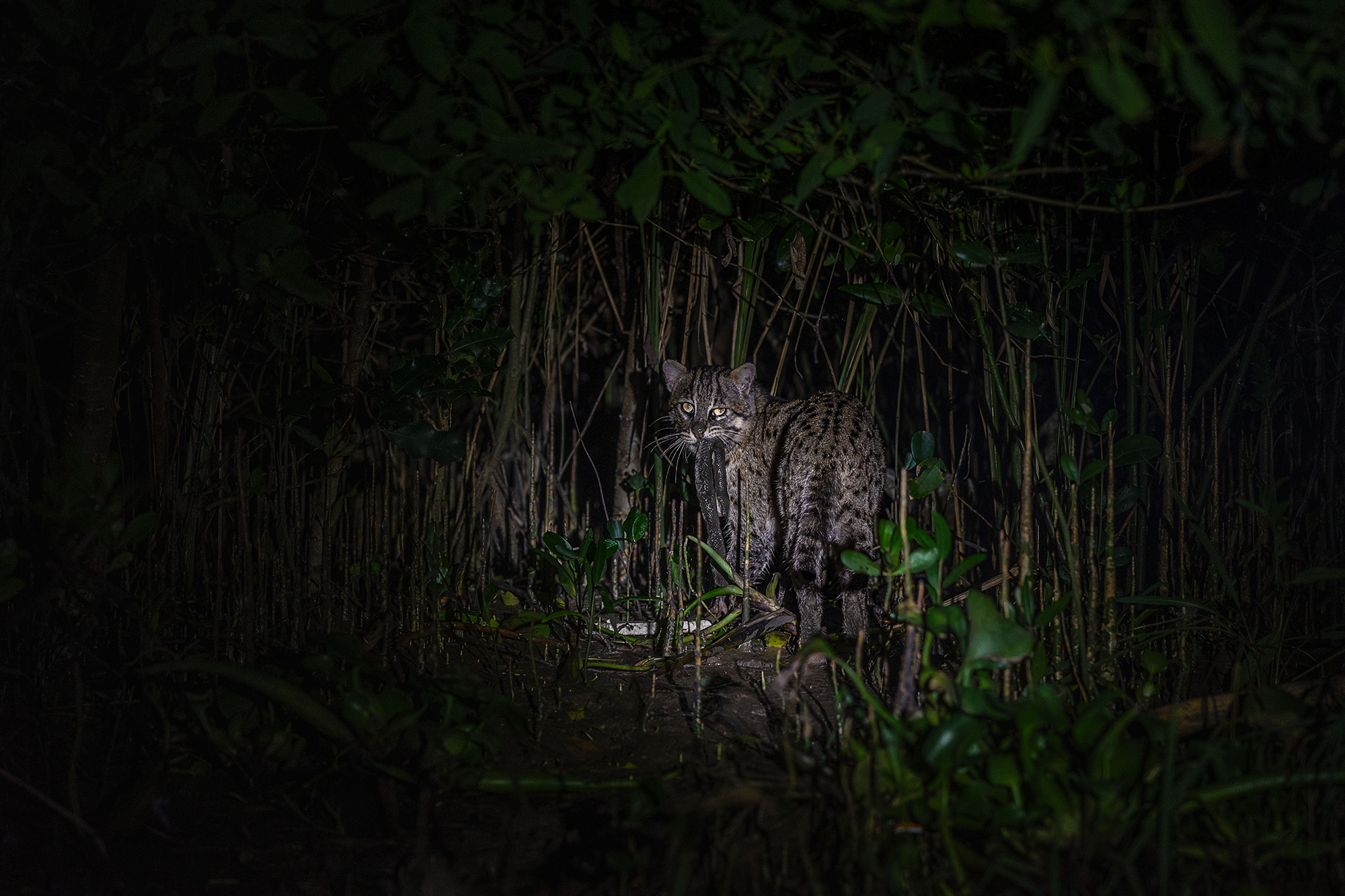 Introducing the Fishing Cat Conservancy: A Fortuitous Meeting