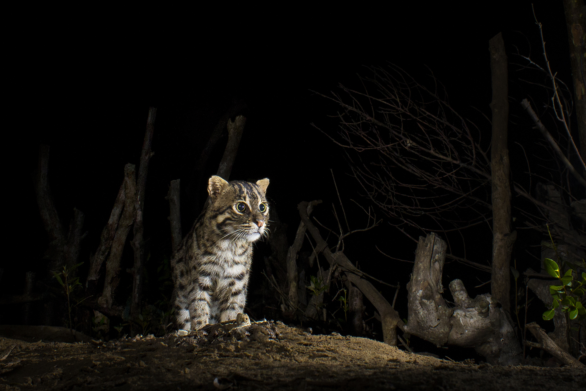 Meet the fishing cat: Protecting this shy species will save our precious  wetlands