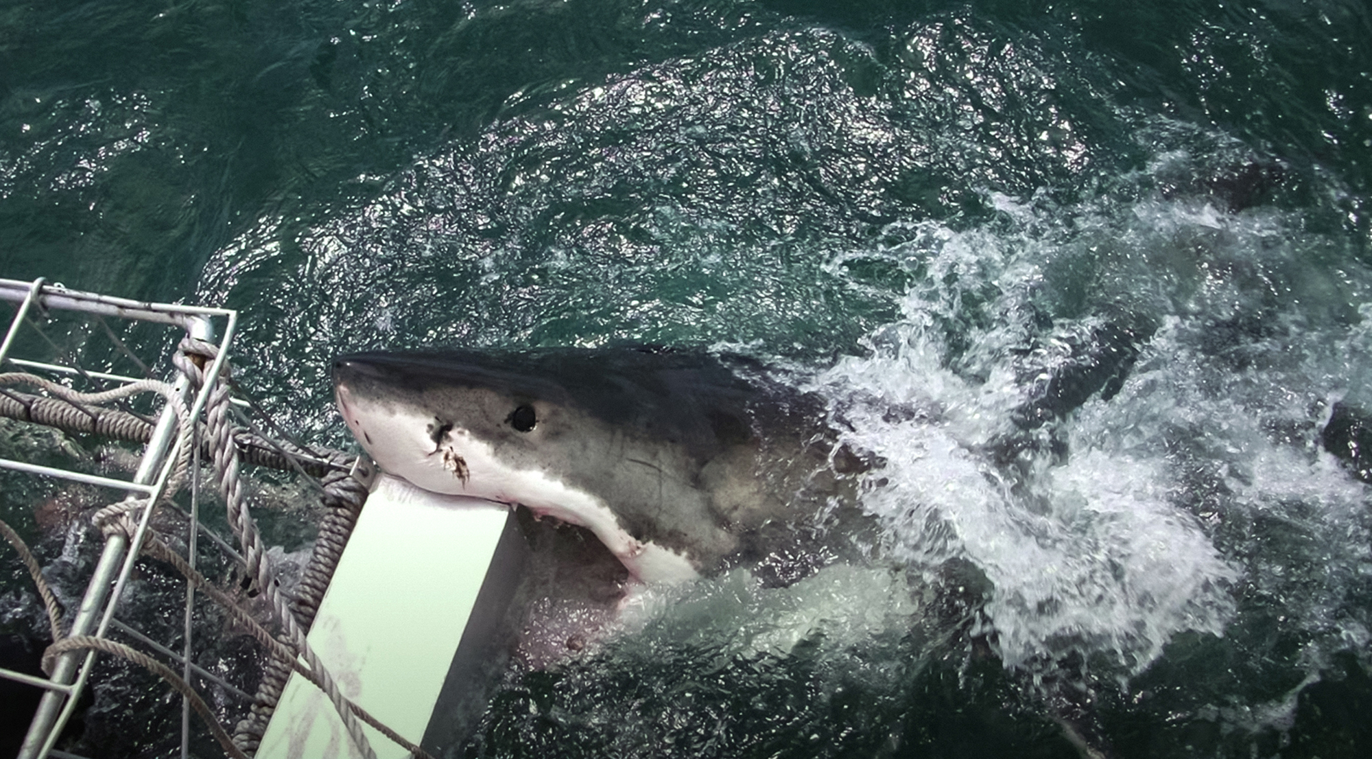 Photo gallery: 4 fascinating behaviors of great white sharks and what ...
