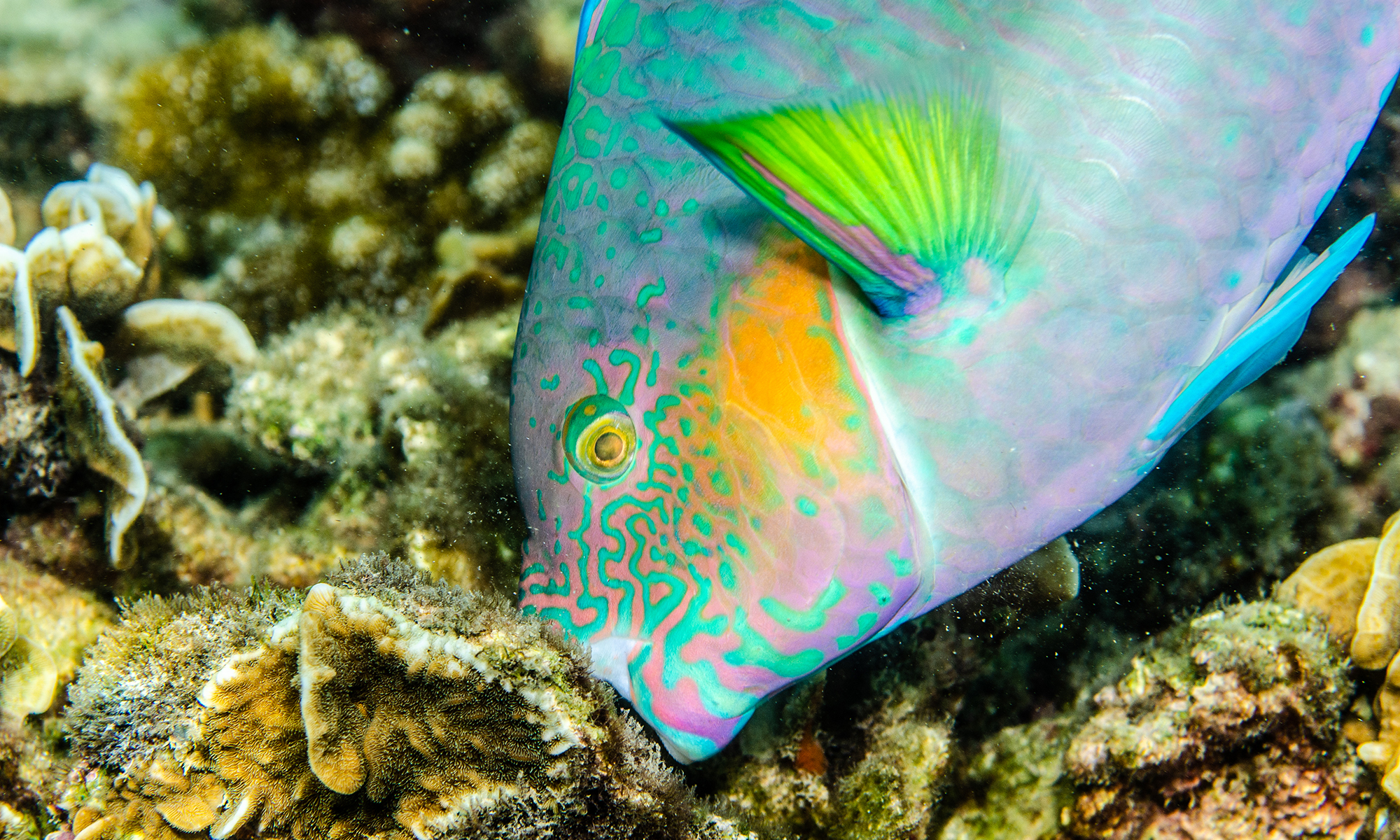 Inside the surprising social networks of fish (yes, fish)
